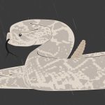 ASU Now rattlesnake graphic