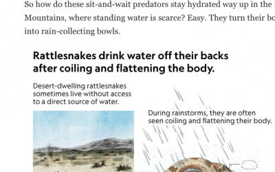 Our rattlesnake drinking project featured by National Geographic Magazine and KNAU radio station