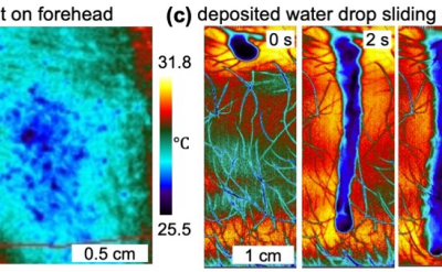Microscale fundamentals of human sweat evaporation