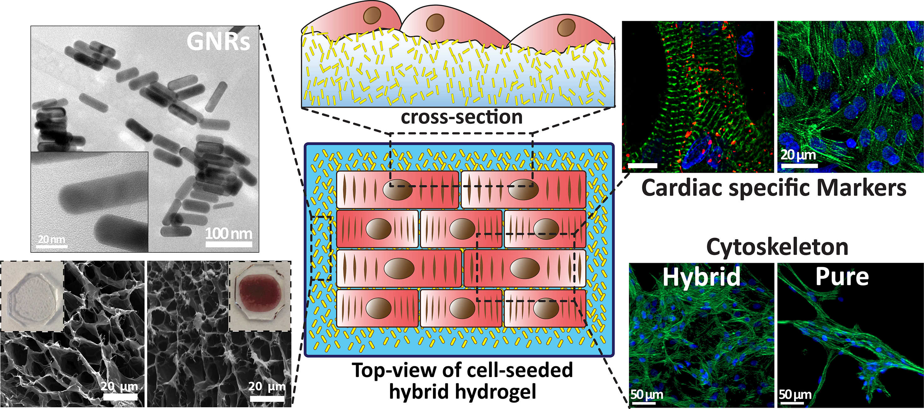 Top View of cell seeded hybrid hydrogel