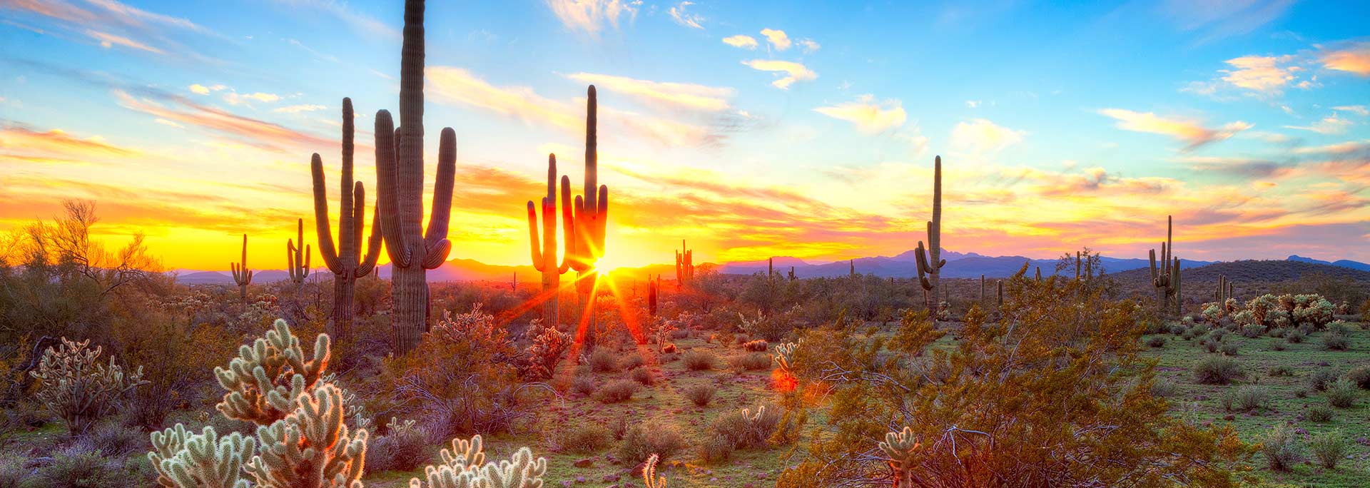 Arizona desert and cactus during sunset.